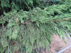 Cupressus × leylandii