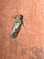 Acrolophinae
