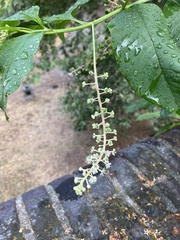 Phytolacca americana