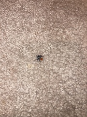 Castianeira occidens