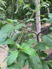 Phytolacca americana