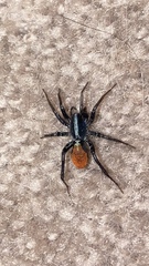 Castianeira occidens