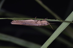 Tropidopolinae
