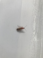 Rhagonycha fulva