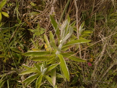 Pseudognaphalium elegans