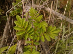 Tagetes zypaquirensis