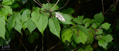 Ophthalmitis albosignaria