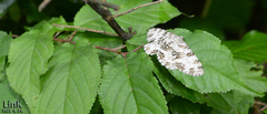 Ophthalmitis albosignaria
