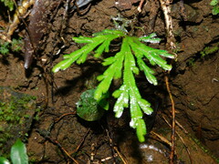Selaginella doederleinii