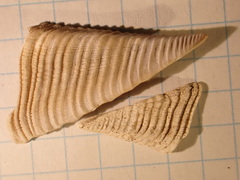 Chirona hameri