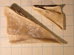 Chirona hameri