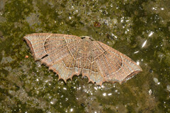 Epiplema reticulata
