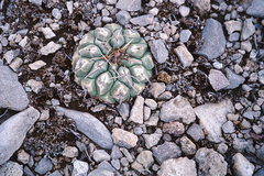 Thelocactus rinconensis multicephalus