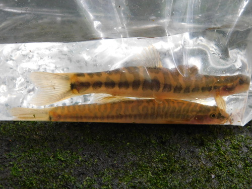 Barred loach (Nemacheilus fasciatus) — Nemacheilidae — 2