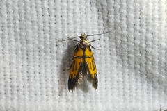 Schiffermuelleria schaefferella