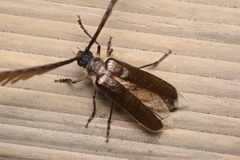 Enneaphyllus aeneipennis