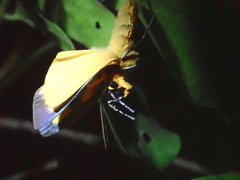 Chrysaeglia magnifica