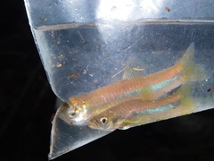 Rasbora lateristriata