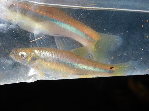 Zijstreep-rasbora (Rasbora lateristriata) — Cyprinidae