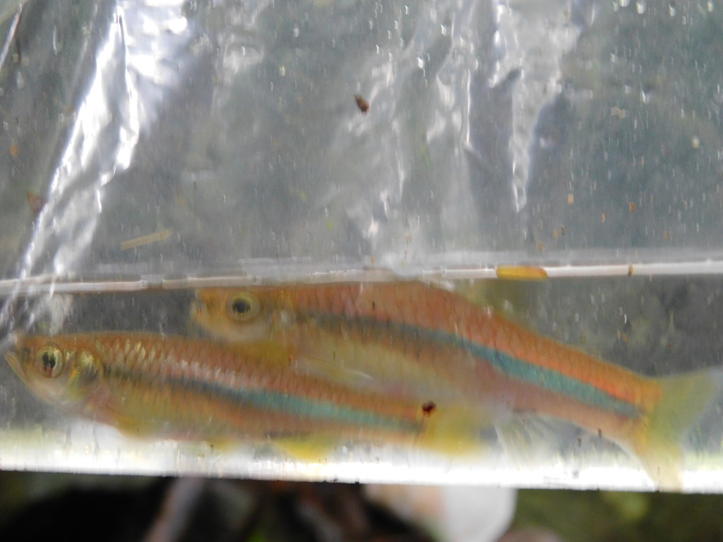 Sidestrap Rasbora