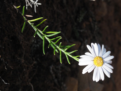 Athrixia heterophylla