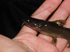 Hemibagrus planiceps