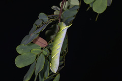 Sataspes xylocoparis