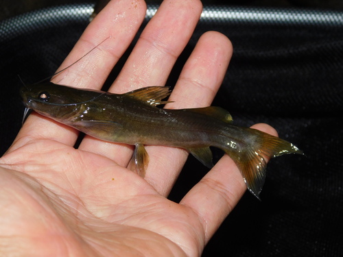 Flathead bagrid (Hemibagrus planiceps) — Bagridae