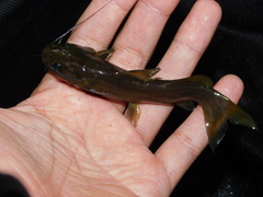 Hemibagrus planiceps