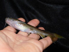 Hemibagrus planiceps