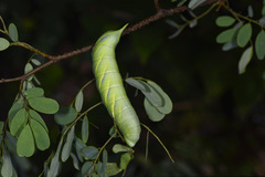 Sataspes xylocoparis