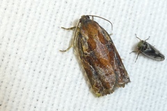 Archips oporana