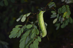 Sataspes xylocoparis