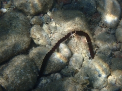 Synaptula reciprocans