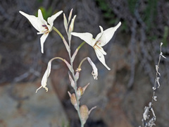 Gladiolus leptosiphon