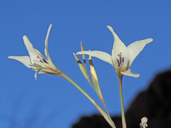 Gladiolus leptosiphon