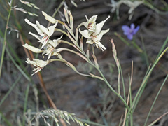Gladiolus leptosiphon