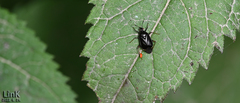 Deraeocoris ater