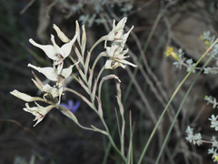 Gladiolus leptosiphon