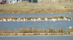 Phoenicopterus roseus