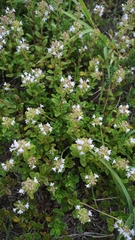 Thymus × citriodorus