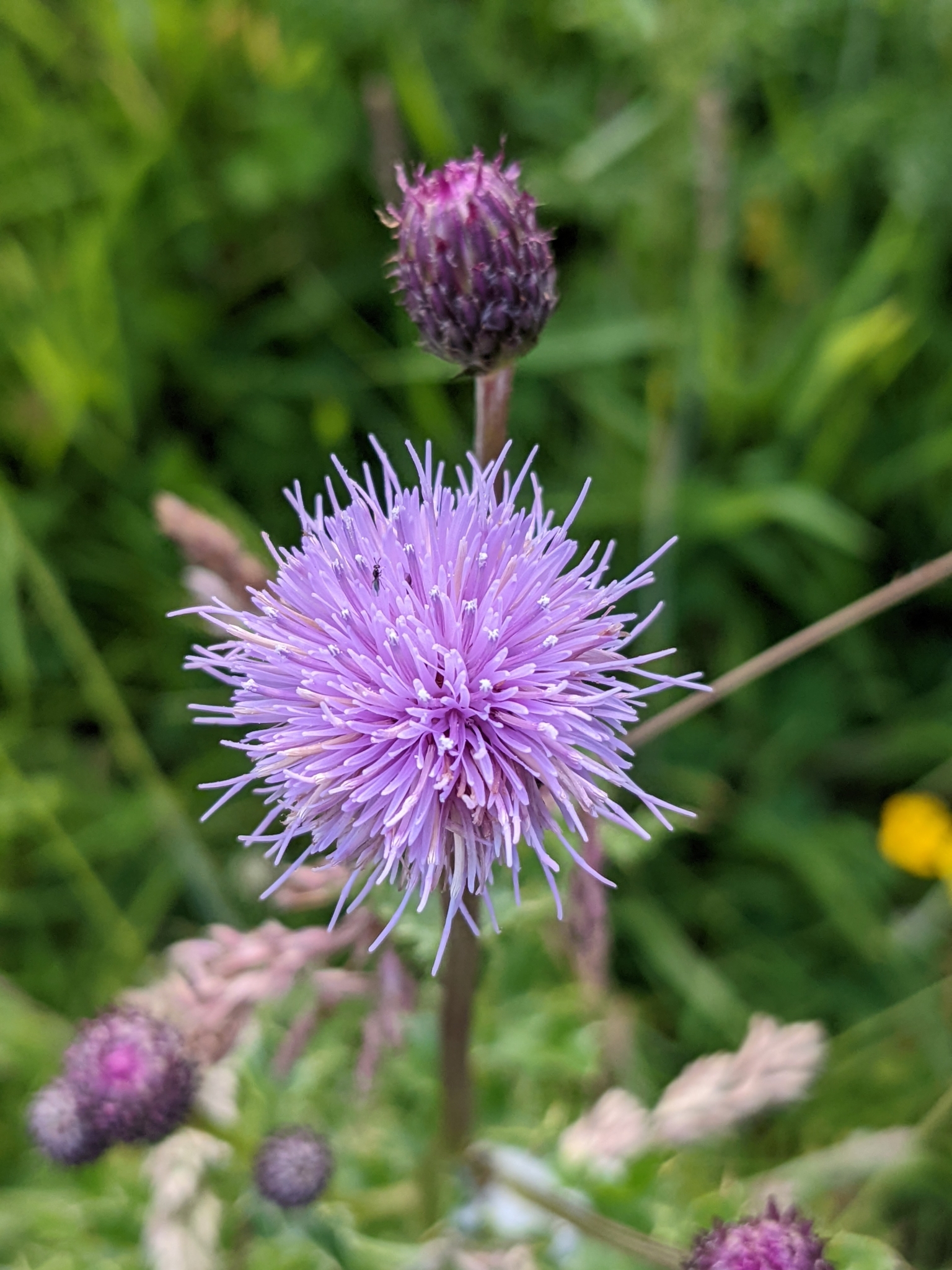 A close up of the flower of a Canada thistle with a small black insect on it. Other Canada thistle flowers can be seen in the background