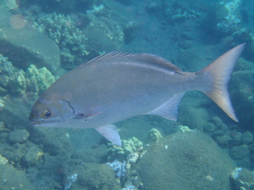 Kyphosus sandwicensis, 2018-07-02