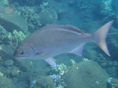 Kyphosus elegans