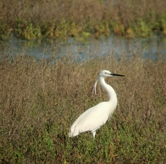 Egretta garzetta