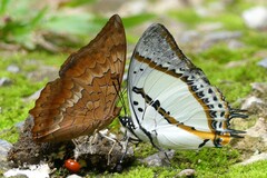 Charaxes bernardus hierax