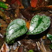 Scindapsus pictus - Photo (c) Ganjar Cahyadi,  זכויות יוצרים חלקיות (CC BY-NC), הועלה על ידי Ganjar Cahyadi