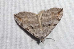 Aplocera efformata