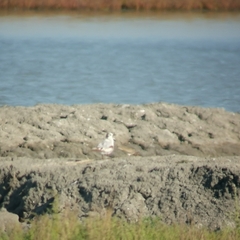 Hydrocoloeus minutus