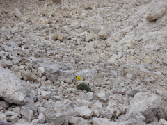 Papaver alpinum